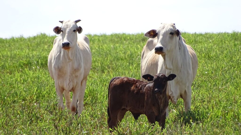 5 passos para a intensificação da cria na pecuária de corte