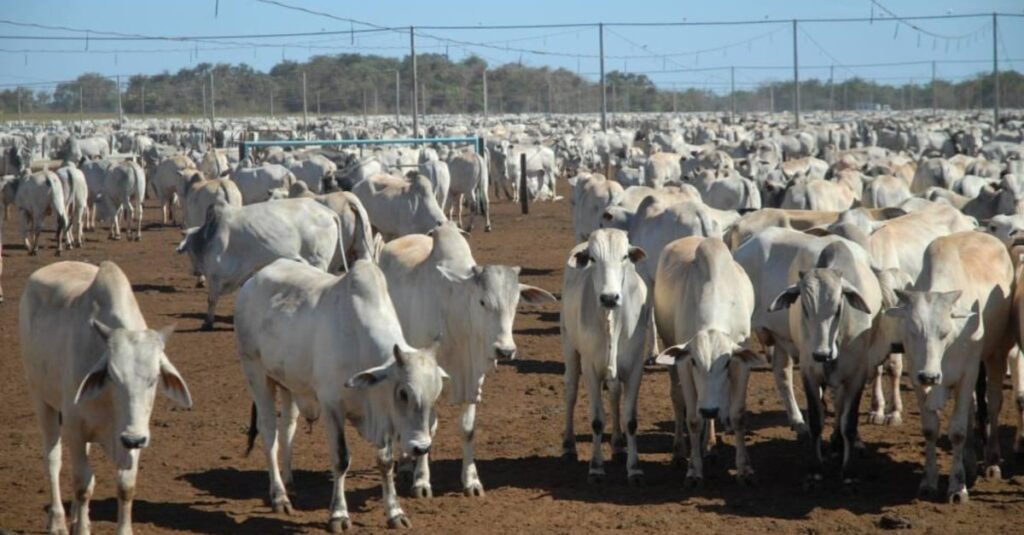 cai o ágio entre animal magro e gordo, favorecendo terminação intensiva