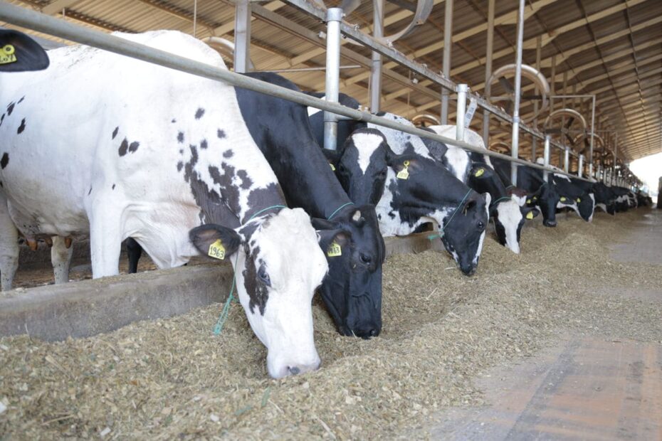 Acidose ruminal em vacas leiteiras: como identificar e prevenir?