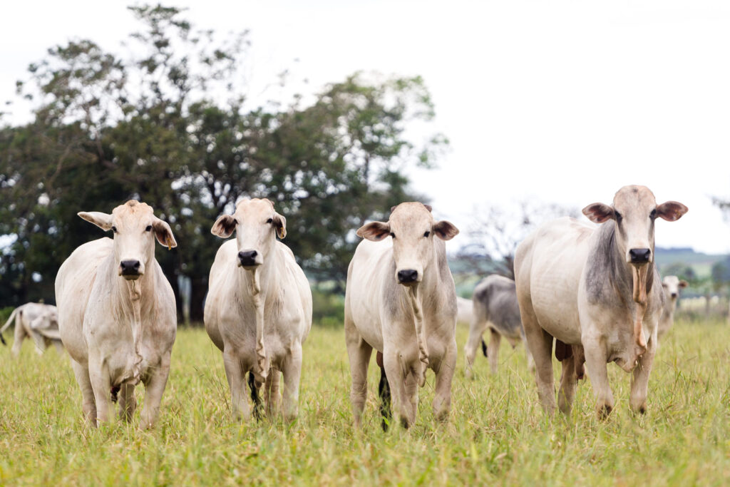 Estratégia de manejo do pasto para o período seco: veja a importância