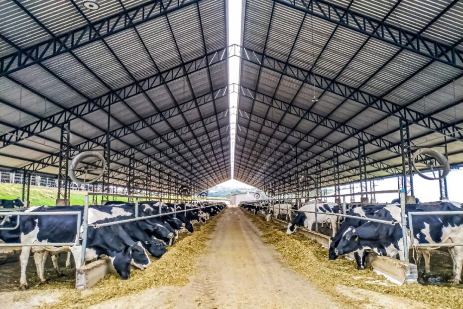 Bem-estar animal na pecuária leiteira: como aumentar a produtividade?