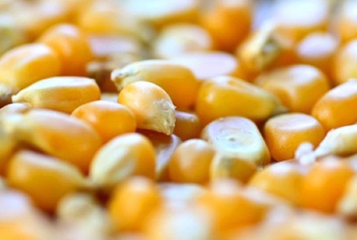 Como o milho tem registrado ligeira alta em setembro mas