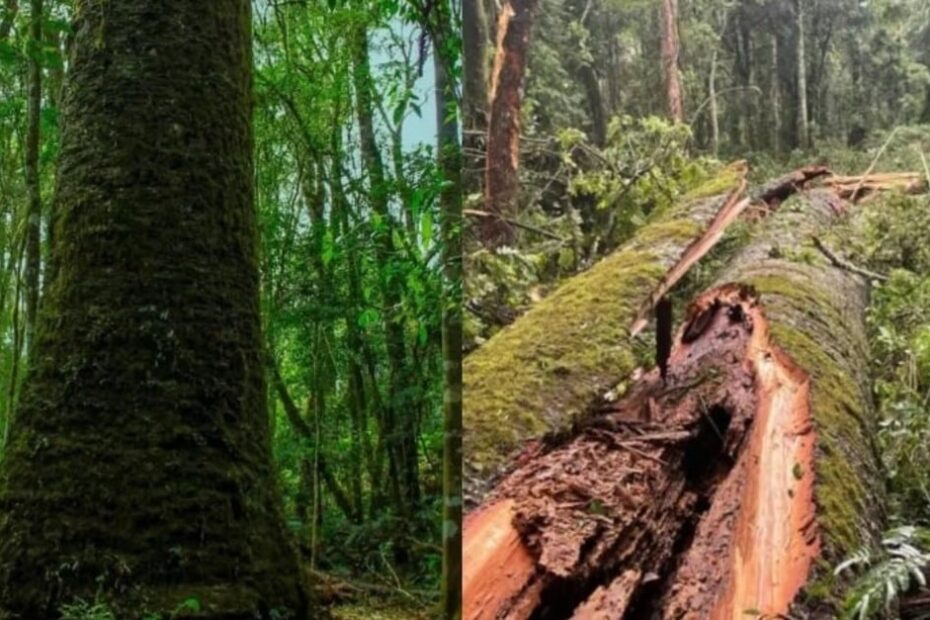 Com 750 anos, maior araucária do Paraná é derrubada por vendaval