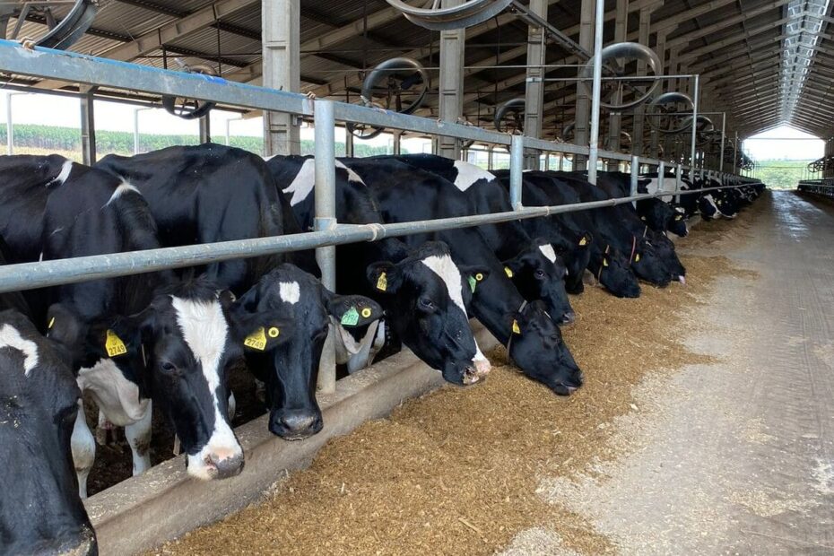 O que mudou na formulação de dietas para vacas leiteiras? Do NRC 2001 ao NASEM 2021