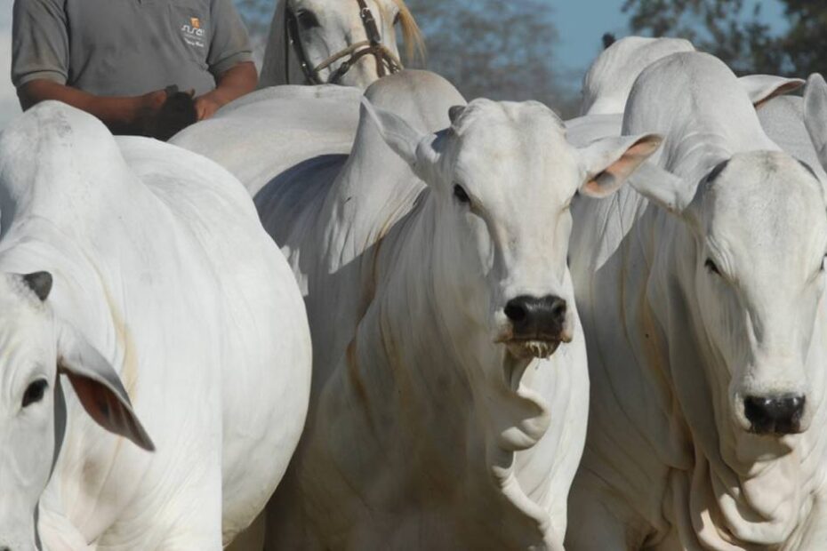 Fazenda Sisan reforça a oferta de touros Nelore • Portal DBO