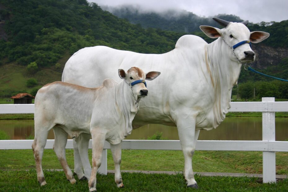 Foto de dois bovinos nelore, um deles é um bezerro.