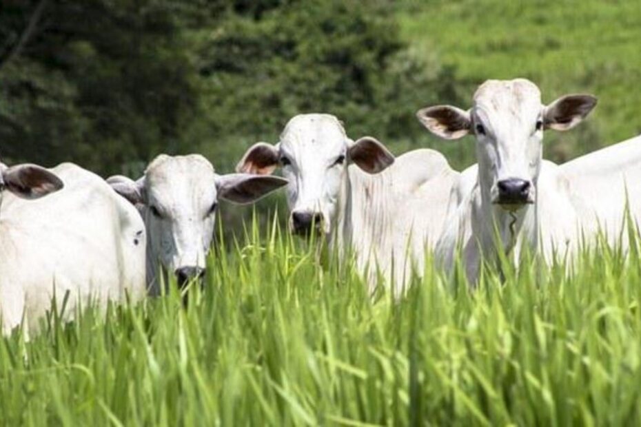 JBS atinge 94% de conformidade nas compra de gado na Amazônia Legal