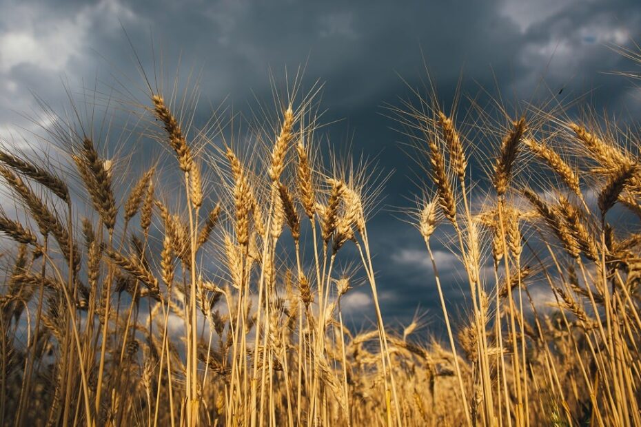 O clima prejudicara o trigo O que a meteorologia preve