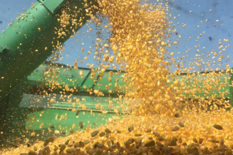Os precos do milho continuam em alta no mercado interno