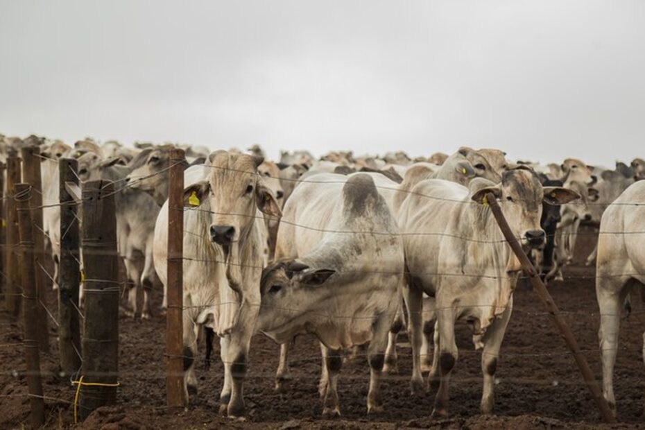 Ministérios negociam prorrogação de dívidas de pecuaristas afetados pela queda nos preços da arroba boi gordo