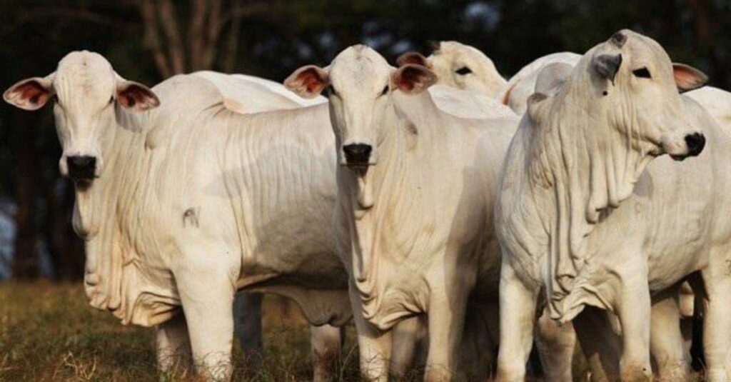 Preços da arroba do boi perdem força no Brasil