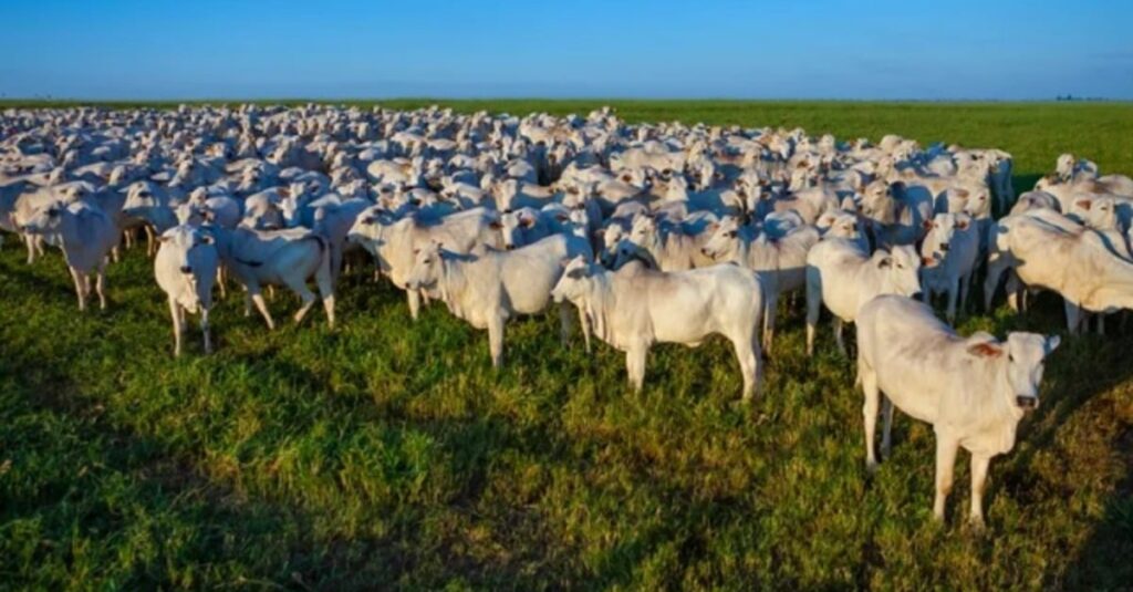 preço sobe, e diferença entre médias de animal e carne diminui