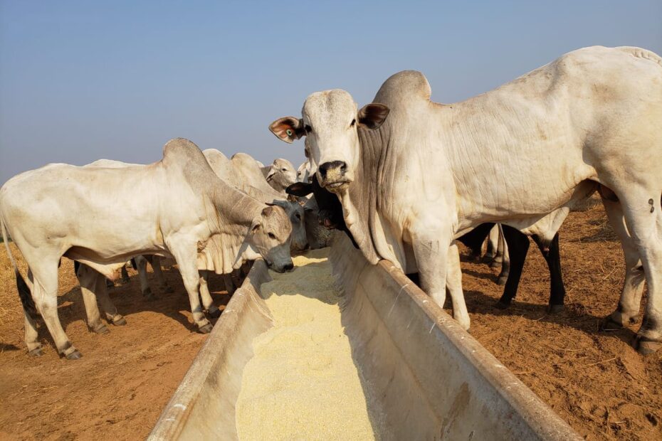 Suplementação mineral para bovinos de corte: qual a importância?