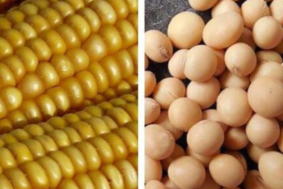 colheita de milho alcança 59% e a de soja, 76%, mostra USDA