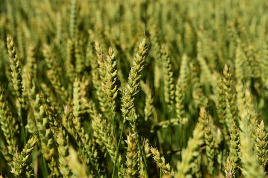 Qual e a primeira cultivar de trigo exclusiva para malte