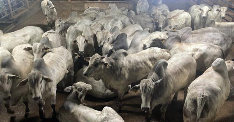 Qual é o novo recorde de bovinos no Circuito Nelore em Barra do Garças?