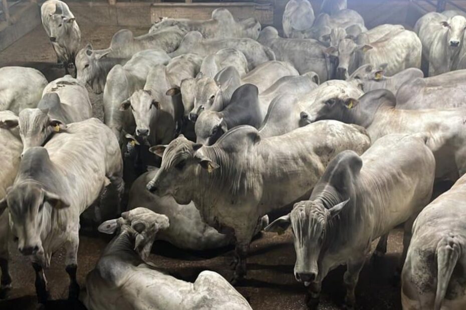 Mais de 3 mil bovinos! Barra do Garças estabelece novo recorde no Circuito Nelore