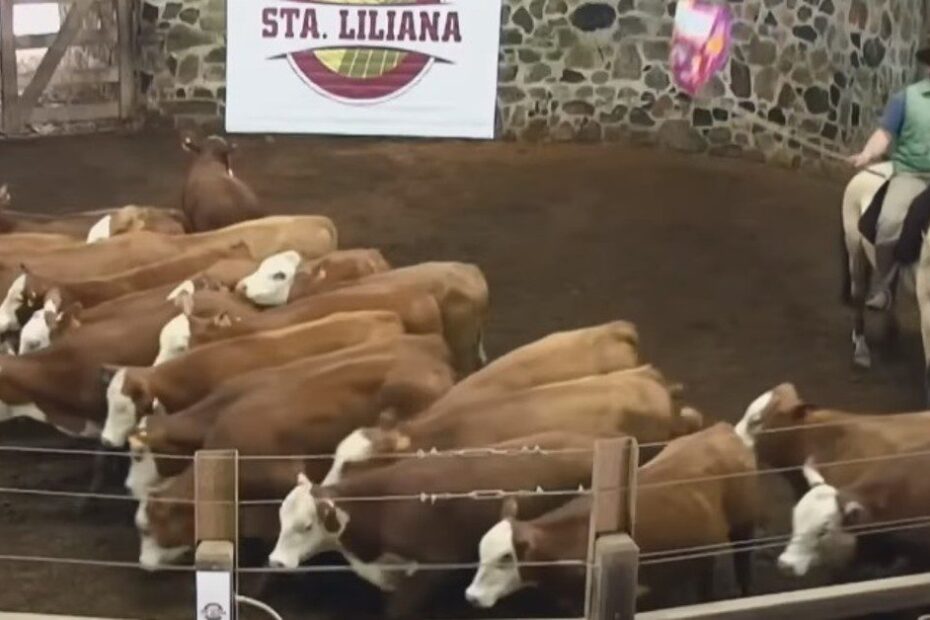 Quanto a Estancia Santa Liliana movimentou com gado comercial