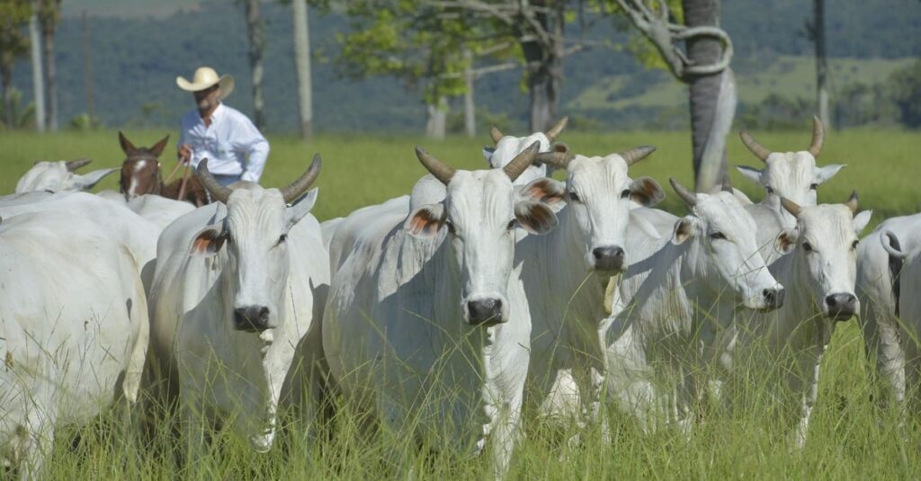 Cheia ou vazia? Saiba como o toque da vacada aos 60 dias pode aumentar a taxa de prenhez