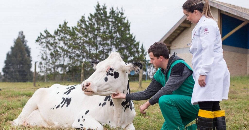 Vacas não obesas se recuperam melhor no pós-parto