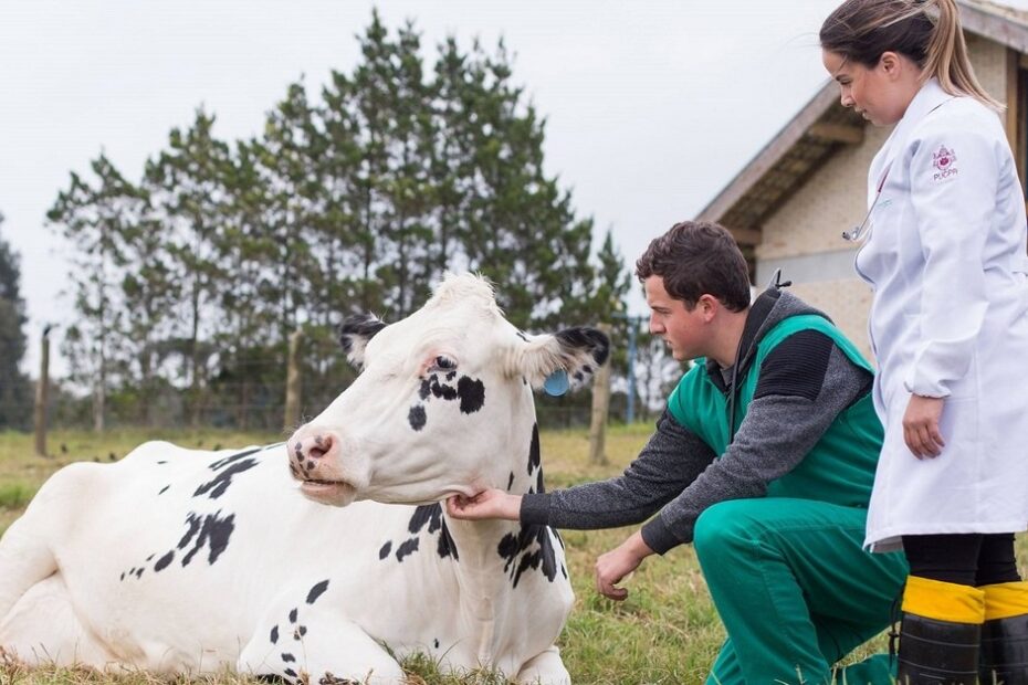 Vacas não obesas se recuperam melhor no pós-parto