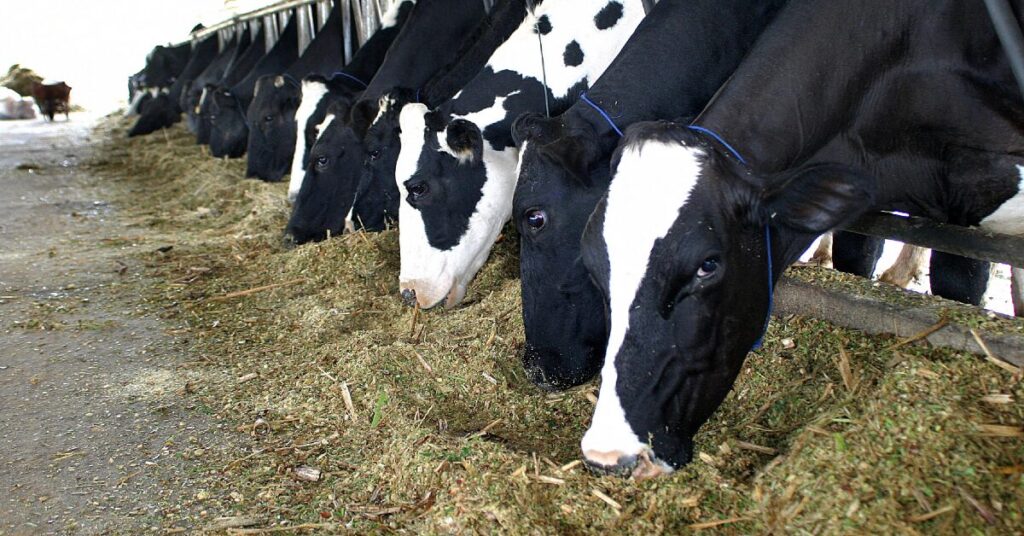 A Biosseguridade Lucrativa no Leite? 18 Biosseguridade é fator de lucro na atividade leiteira • Portal DBO