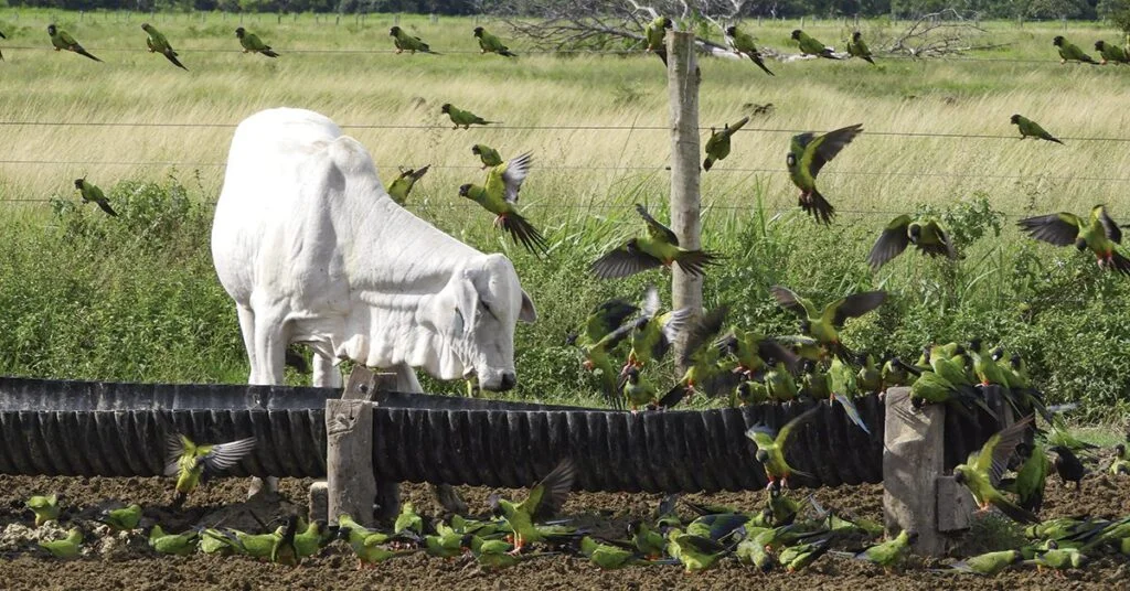 a comissao do senado aprovou o pl do mercado de credito de carbono no portal dbo
