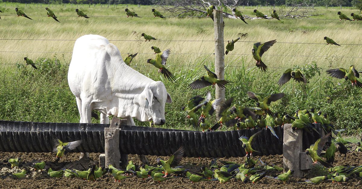 A Comissão do Senado aprovou o PL do mercado de crédito de carbono no Portal DBO?