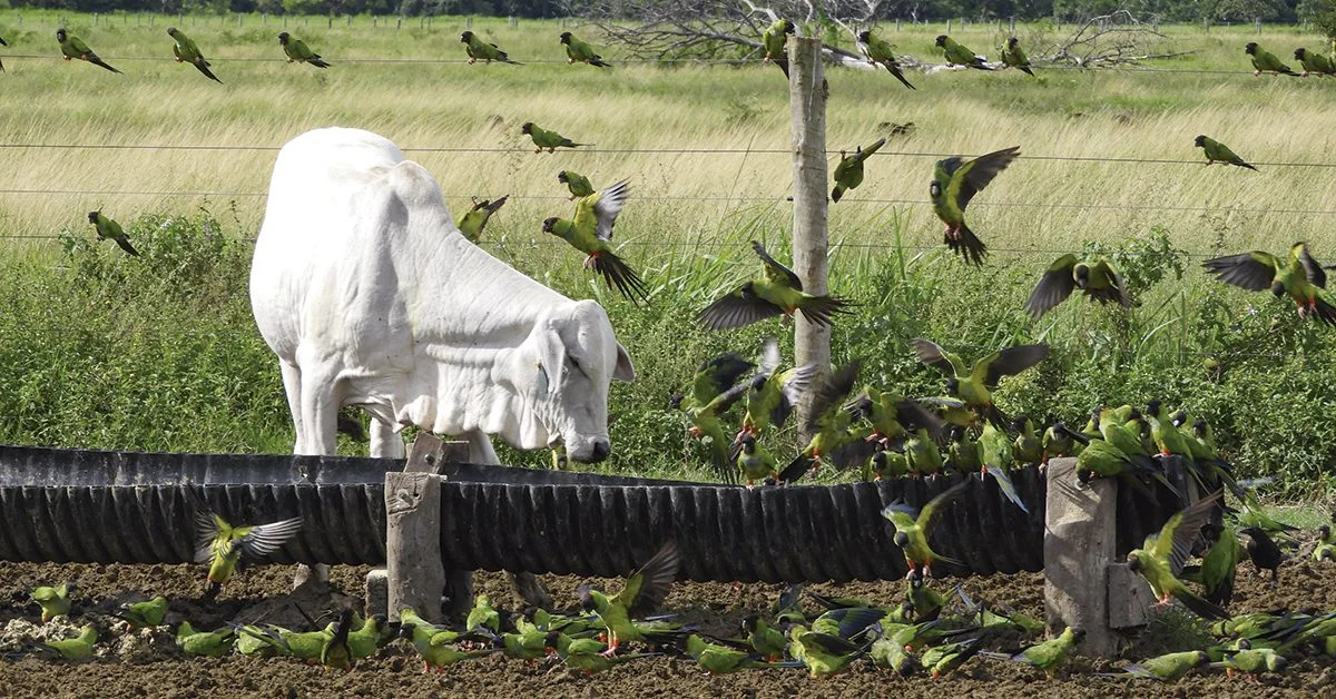A Comissão do Senado aprovou o PL do mercado de crédito de carbono no Portal DBO? 2 a comissao do senado aprovou o pl do mercado de credito de carbono no portal dbo