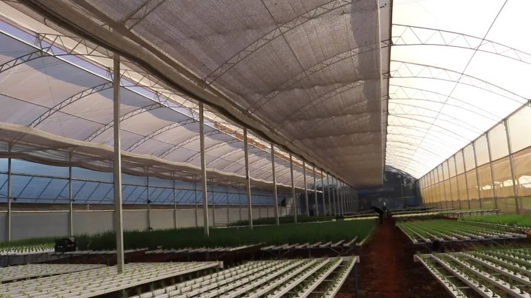 A hidroponia pode ser uma opção para evitar perdas na produção?