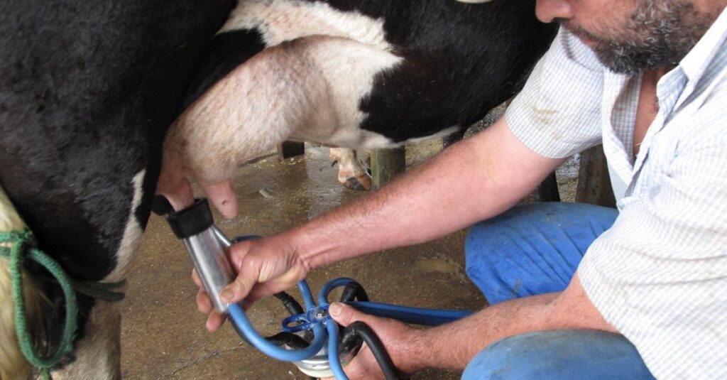 A nutrição é crucial para a fertilidade das vacas leiteiras? 19 Saiba por que a nutrição é crucial para a fertilidade das vacas leiteiras