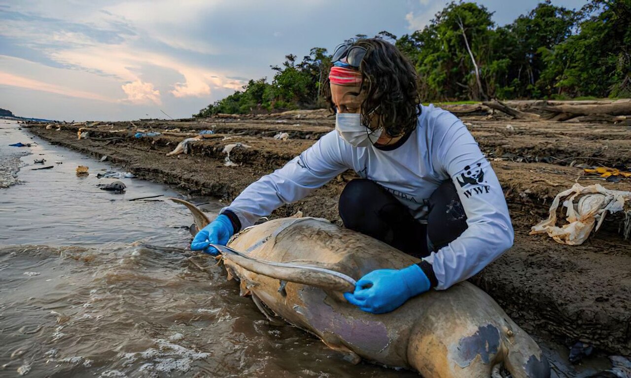 A onda de calor pode ser uma das causas da mortalidade de peixes no Amazonas?