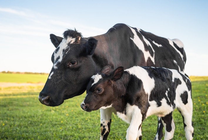 A sanidade é um fator crucial para o desenvolvimento das bezerras até a desmama?