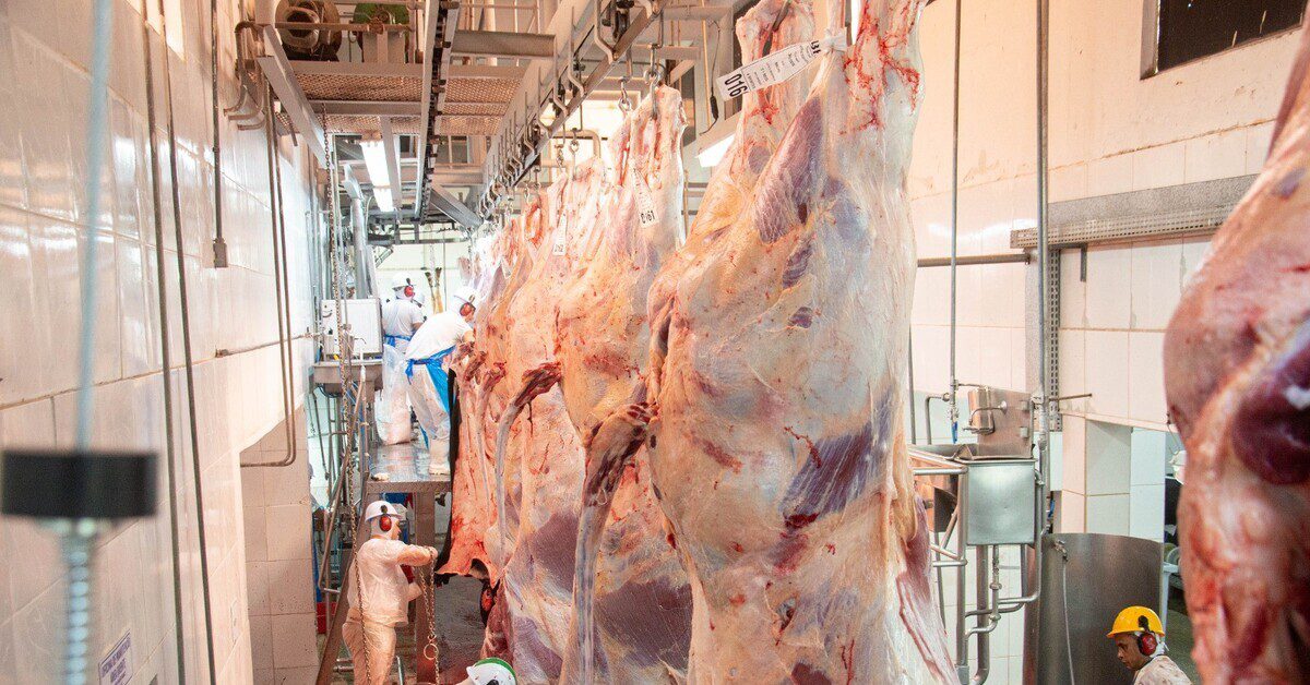 Frigoríficos em MT reduzem nível de ociosidade de plantas • Portal DBO