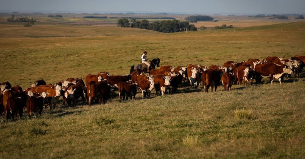 Acasalamento: 8 dicas cruciais para o criador? 39 Dicas de cruzamento: 8 questões que o criador precisa saber sobre acasalamento