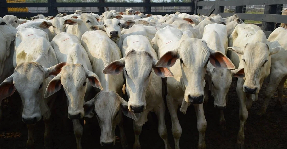 Indicador cai 10% e pecuarista se preocupa. 22 Preços da carne caem no atacado com aumento da oferta