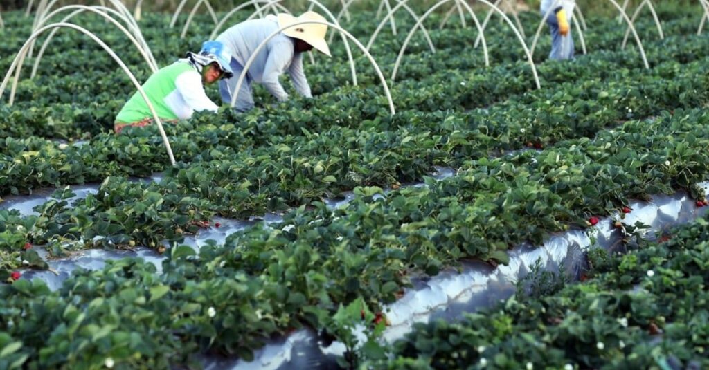 Plataforma do Desenrola poderá renegociar dívidas de agricultores familiares