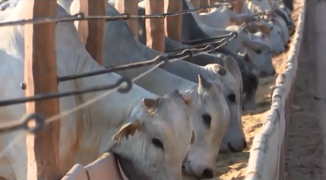 Agricultura em RO: Do trabalho manual ao confinamento?