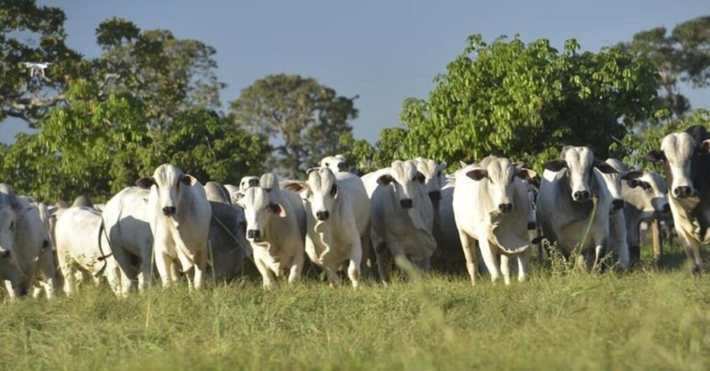 Preço da arroba do boi vai aumentar no Brasil? Assista!