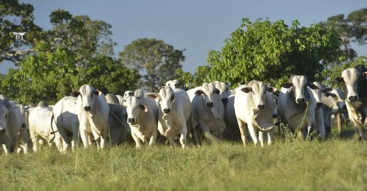 Preço da arroba do boi vai aumentar no Brasil? Assista!