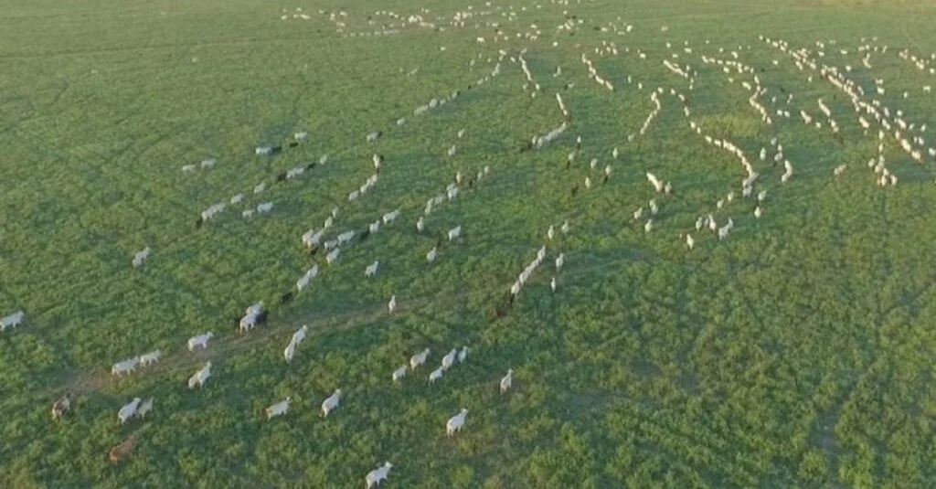 oferta de animais confinados deixa mercado acomodado