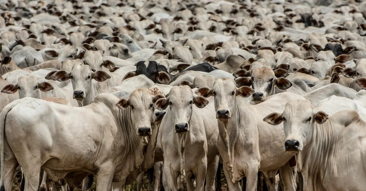 Arroba do boi: queda surpreendente 4 confira as cotações da arroba no Brasil