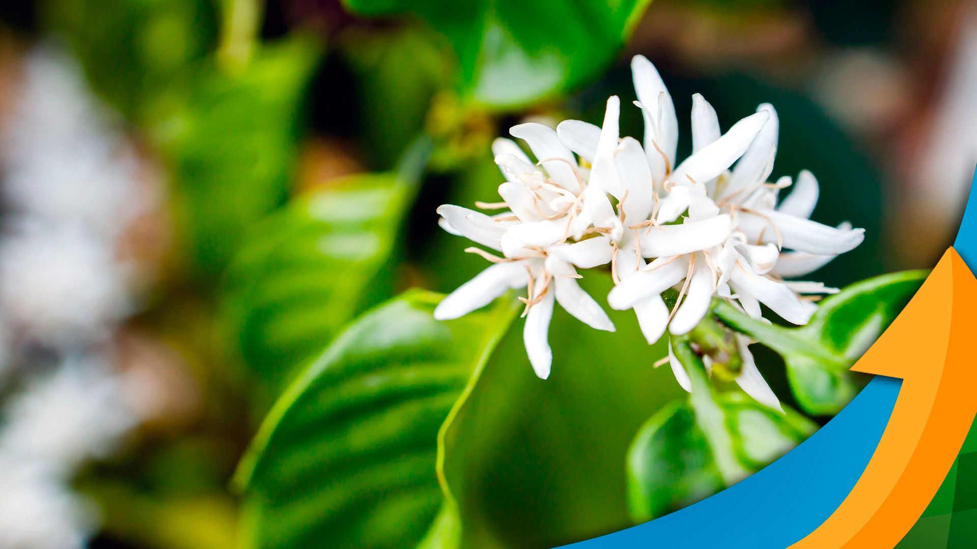 as altas temperaturas no cafe podem trazer impactos tao grandes como quais outros fatores