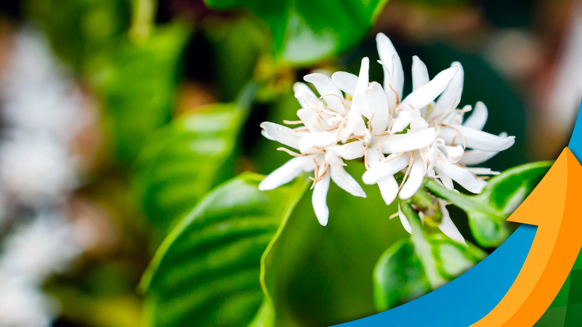 As altas temperaturas no café podem trazer impactos tão grandes como quais outros fatores? 6 as altas temperaturas no cafe podem trazer impactos tao grandes como quais outros fatores