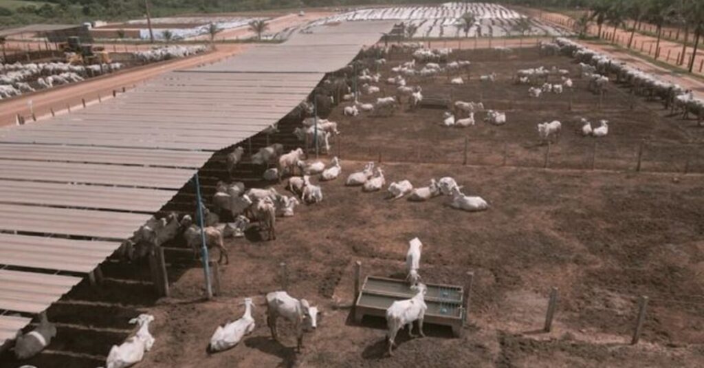 Aumento incrível de peso no gado em apenas 10 anos: Qual é o segredo do confinador? 39 Revolução no cocho: em 10 anos, confinador colocou 2@ a mais de peso no gado