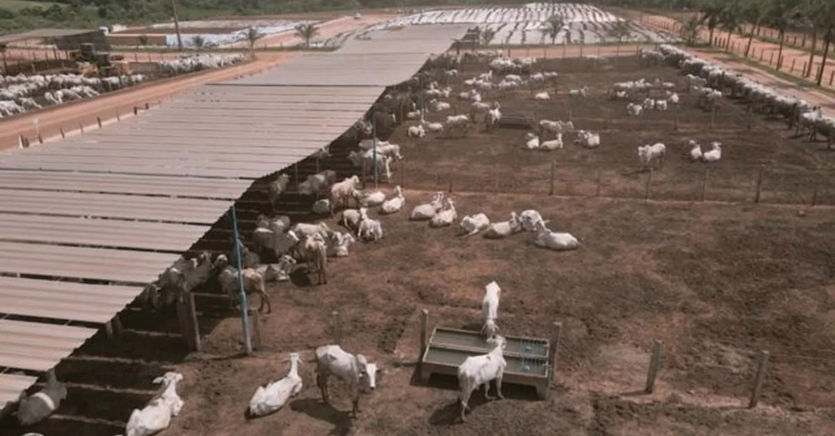 Aumento incrível de peso no gado em apenas 10 anos: Qual é o segredo do confinador? 1 Revolução no cocho: em 10 anos, confinador colocou 2@ a mais de peso no gado