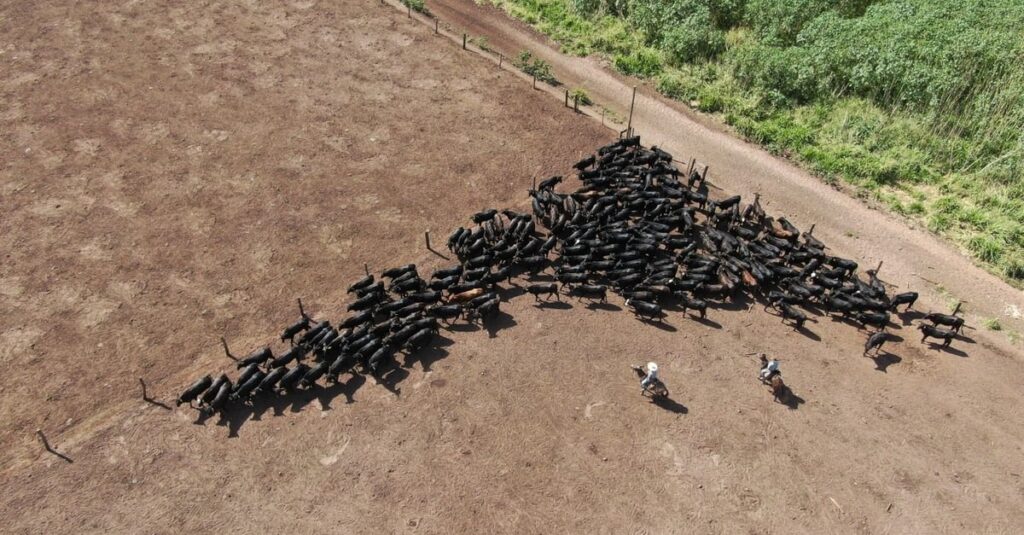 Bem-estar animal: chave para maior taxa de prenhez? 17 Estudo inédito comprova que bem-estar animal aumenta em 8% a taxa de prenhez