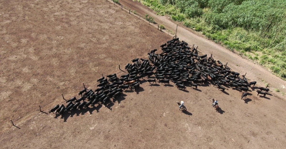 Estudo inédito comprova que bem-estar animal aumenta em 8% a taxa de prenhez