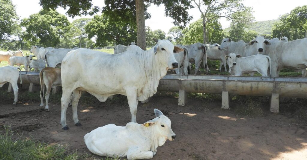 Mercado do boi gordo inicia a semana em ritmo lento, informam as consultorias do setor • Portal DBO