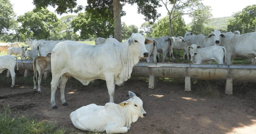 Mercado do boi gordo: Semana lenta, consultorias informam? 4 Mercado do boi gordo inicia a semana em ritmo lento, informam as consultorias do setor • Portal DBO